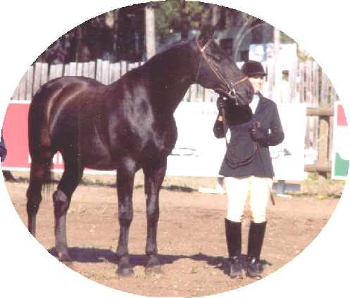 Foster - Champion Gelding - Barriere 1994 click to see more