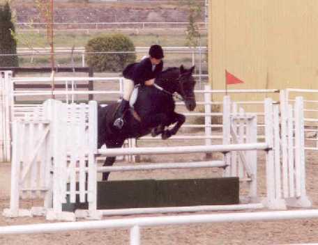 Foster (Fozzy) - Holsteiner gelding 1979 - my pet 'moose' click to see more
