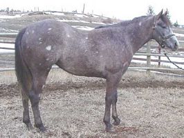 Ladzy Joule - APHA 2000 mare - Newt/Cluey's 2nd - living on Gabriola Island (5/02) - 1/2 sister, 1/2 niece to Hershey - pictured to the right