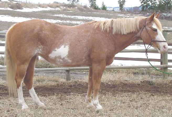 Shimmer and Shine - APHA 1980  - mother of Spif, Tiffany, Missy and Cricket, Him - now living in Princeton (5/02)