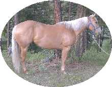 Click to see more images of Cheyenne