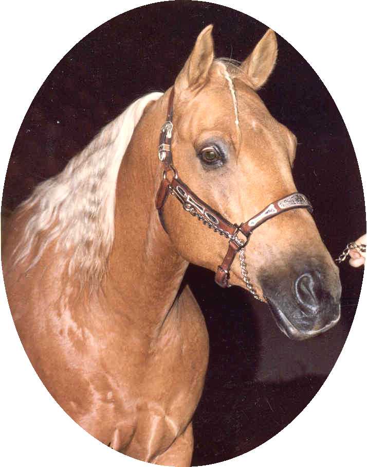 Tara - PNE 1981