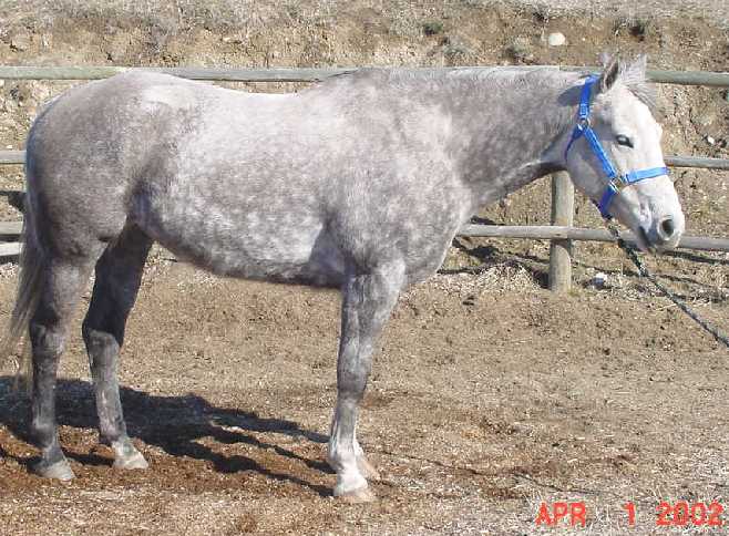 Lady Lonesome Star (Hershey) - APHA 1996 mare - Newt/Zany's 1st - now living in Saanich (5/02)