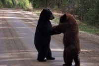 Yearling bear cubs 'performing' in Wells Grey Park - May 2006