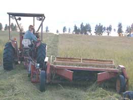 Cutting hay - 2000