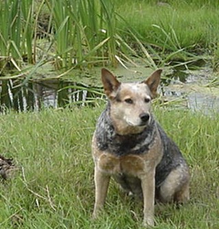 Maggie