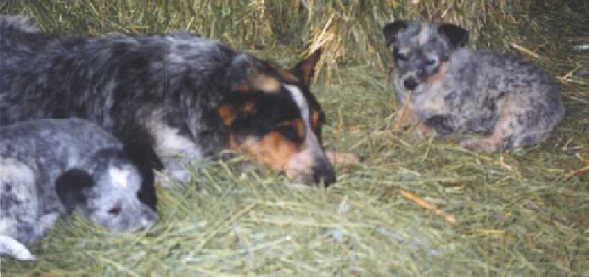 Suzie cuddles with a couple of her kids