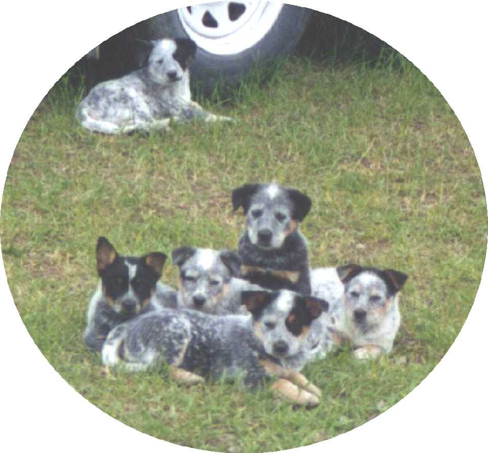 Pups - 2000