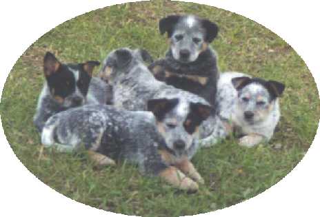 Pups - 2000
